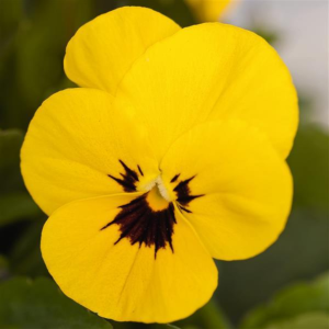 Viola Yellow Blotch